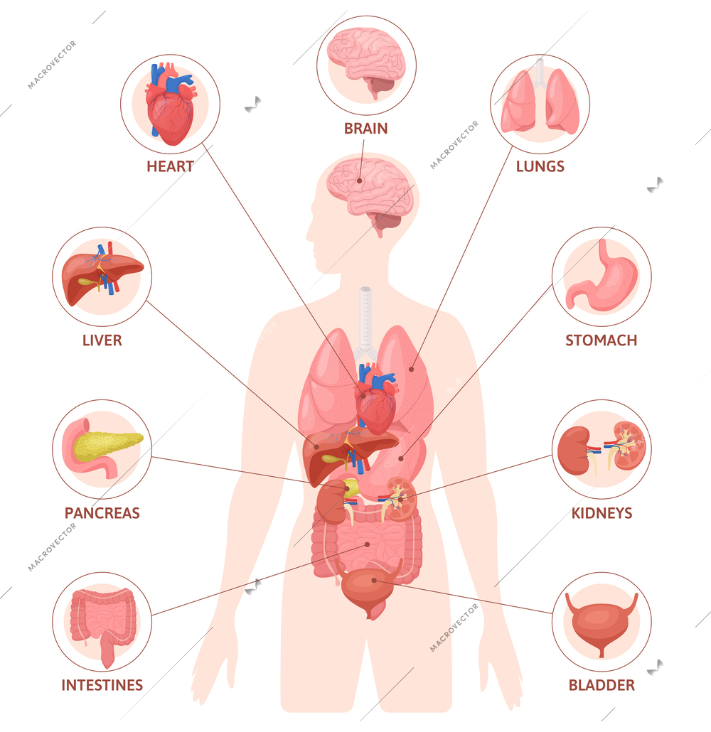 Human organs flat infographics with silhouette of body with colored internal organs circle icons and text vector illustration