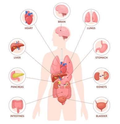 Human organs flat infographics with silhouette of body with colored internal organs circle icons and text vector illustration
