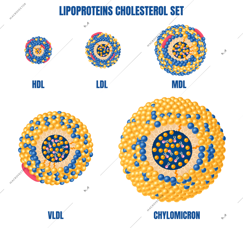 Lipoproteins cholesterol realistic set with chylomicron and hdl symbols isolated vector illustration