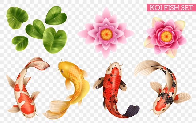 Realistic koi fish set with isolated icons of exotic fishes  and lake plants on transparent background vector illustration