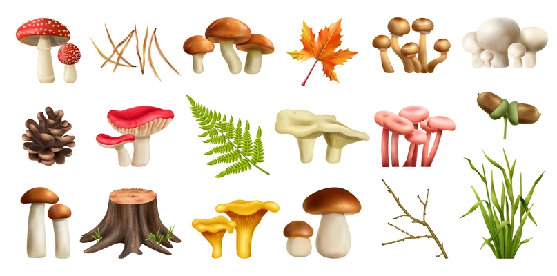 Mushrooms forest realistic set with boletus isolated vector illustration