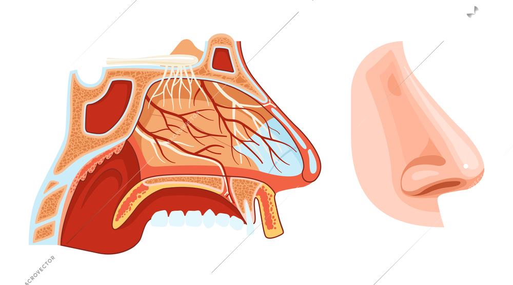 Nose anatomy colored cross section scheme with paranasal sinuses soft palate blood vessels and nerves realistic vector illustration