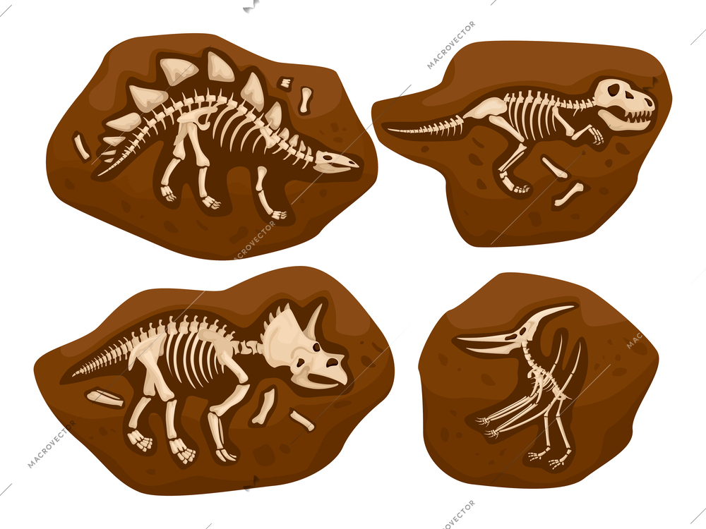 Dinosaur skeleton set with isolated images of archaeological findings stones with bones combined into dino skeletons vector illustration
