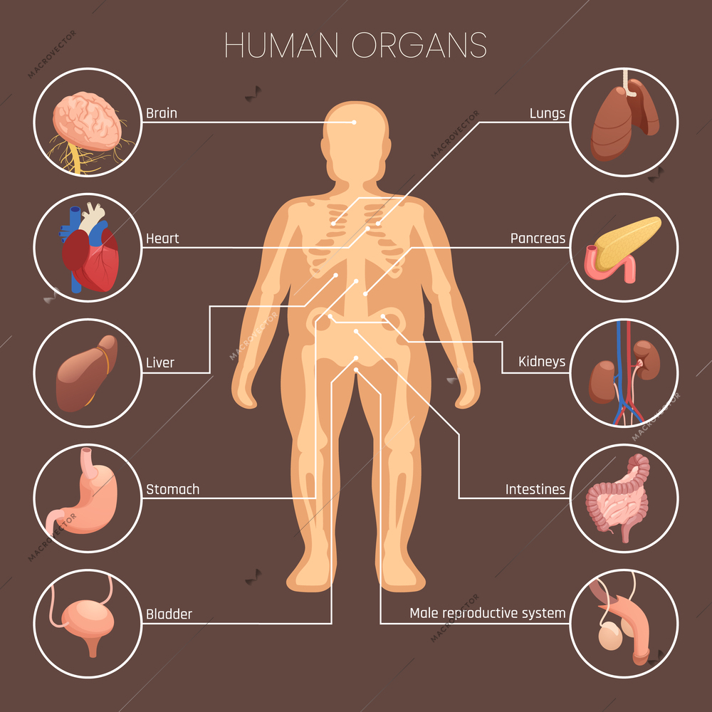 Human organs infographic set with percentage and statistics symbols isometric vector illustration