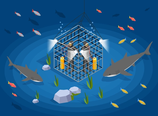 Underwater explore isometric background with two divers in save metal cage examine predatory fish  vector illustration