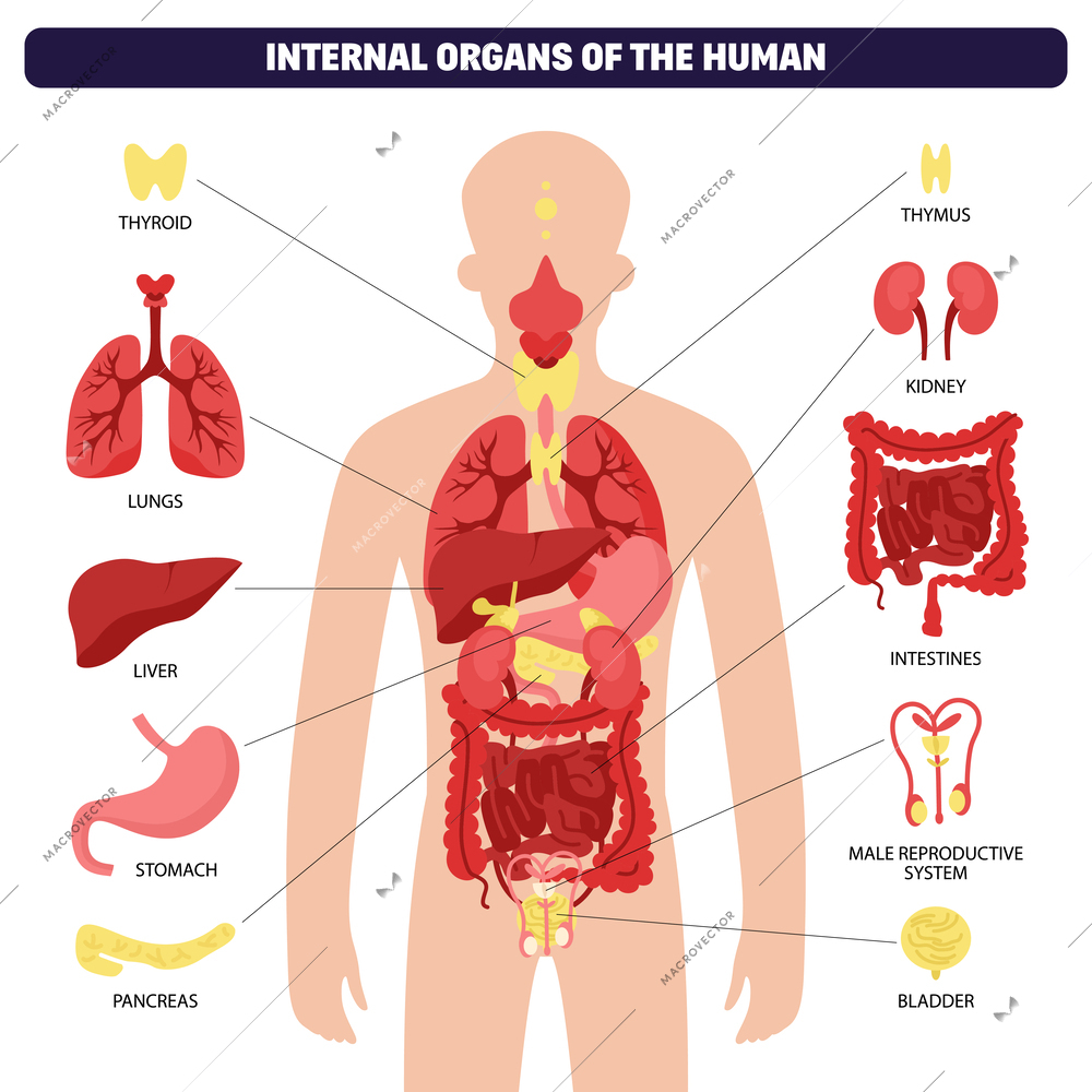 Human body organ system infographic with human body and thyroid lungs liver stomach pancreas kidney intestines reproductive system and bladder inside vector illustration