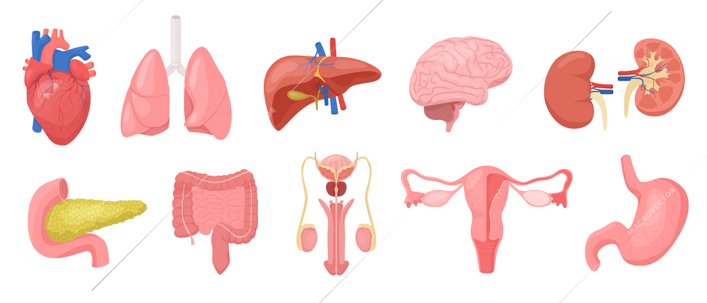 Human organs set with isolated colored icons flat images of internal body organs on blank background vector illustration