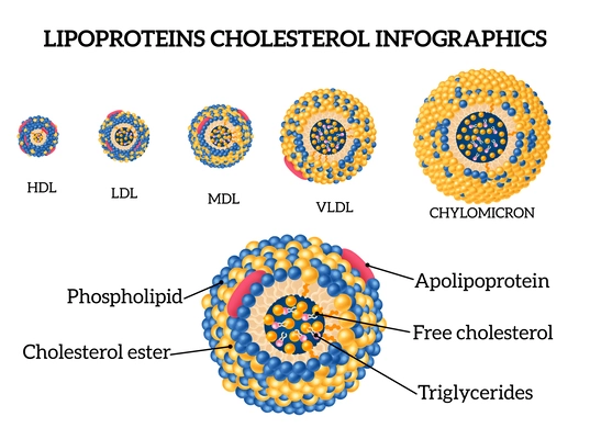 Lipoproteins cholesterol realistic infographic set with mdl and hdl symbols isolated vector illustration