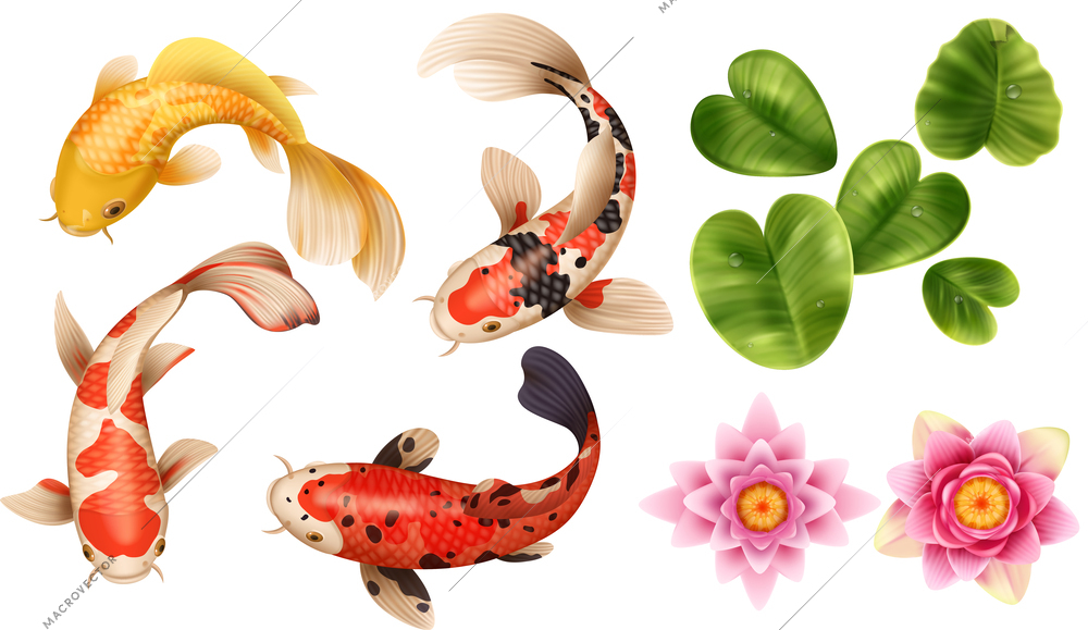 Realistic drawing koi fish lotus set with isolated images of colorful fishes flowers and exotic leaves vector illustration