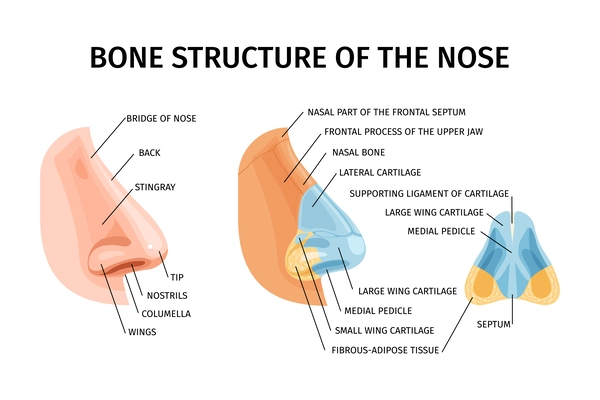 Bone structure of nose realistic infographics illustrated bridge of nose stingray wings septum nasal bones and cartilages vector illustration