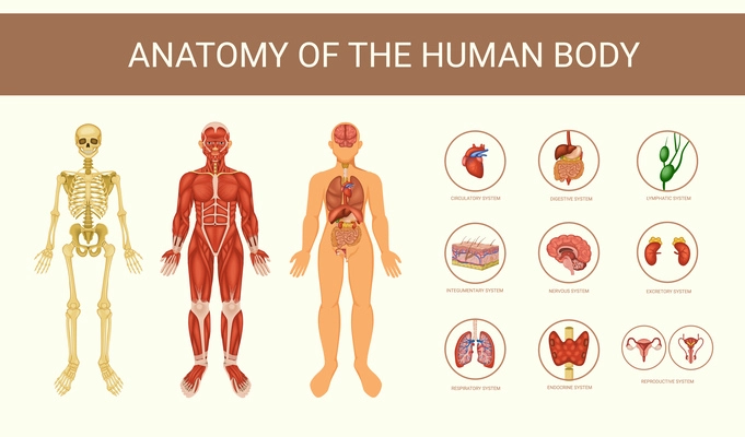 Human anatomy educative poster with skeleton internal organs and body systems flat vector illustration