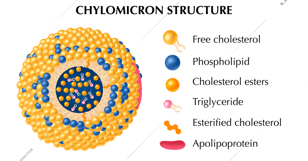 Chylomicron structure realistic concept set with triglyceride and cholesterol esters symbols isolated vector illustration