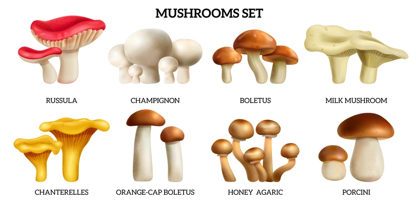 Mushrooms realistic horizontal set with honey agaric and porcine isolated vector illustration