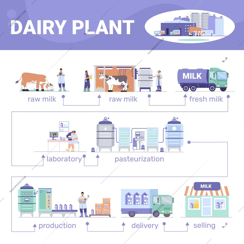 Dairy plant flat infographics with text and diagram of production stages with factory facilities and people vector illustration