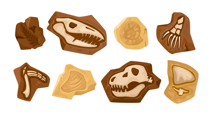 Dinosaur skeleton fossil set of isolated images with rocks containing bones skulls and teeth of beasts vector illustration