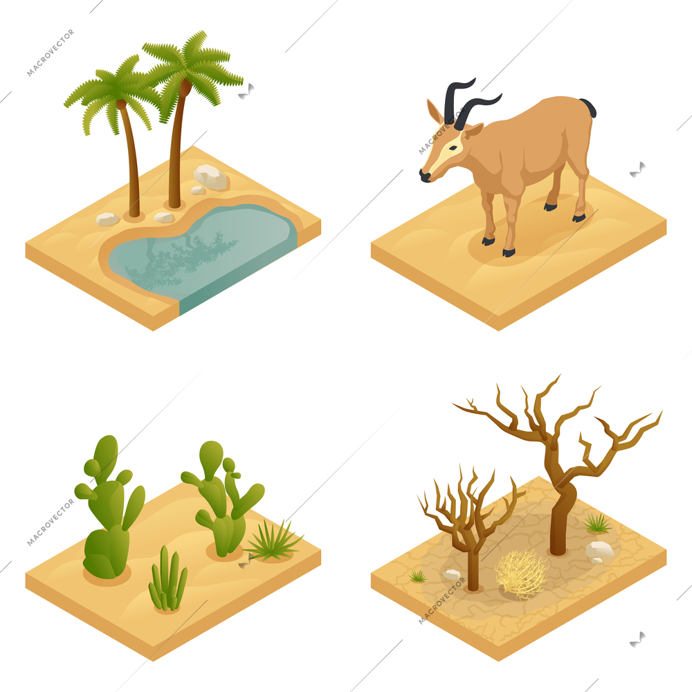 Desert four isolated elements illustrated landscape with drought oasis animals cacti palm trees and succulents isometric vector illustration