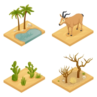 Desert four isolated elements illustrated landscape with drought oasis animals cacti palm trees and succulents isometric vector illustration