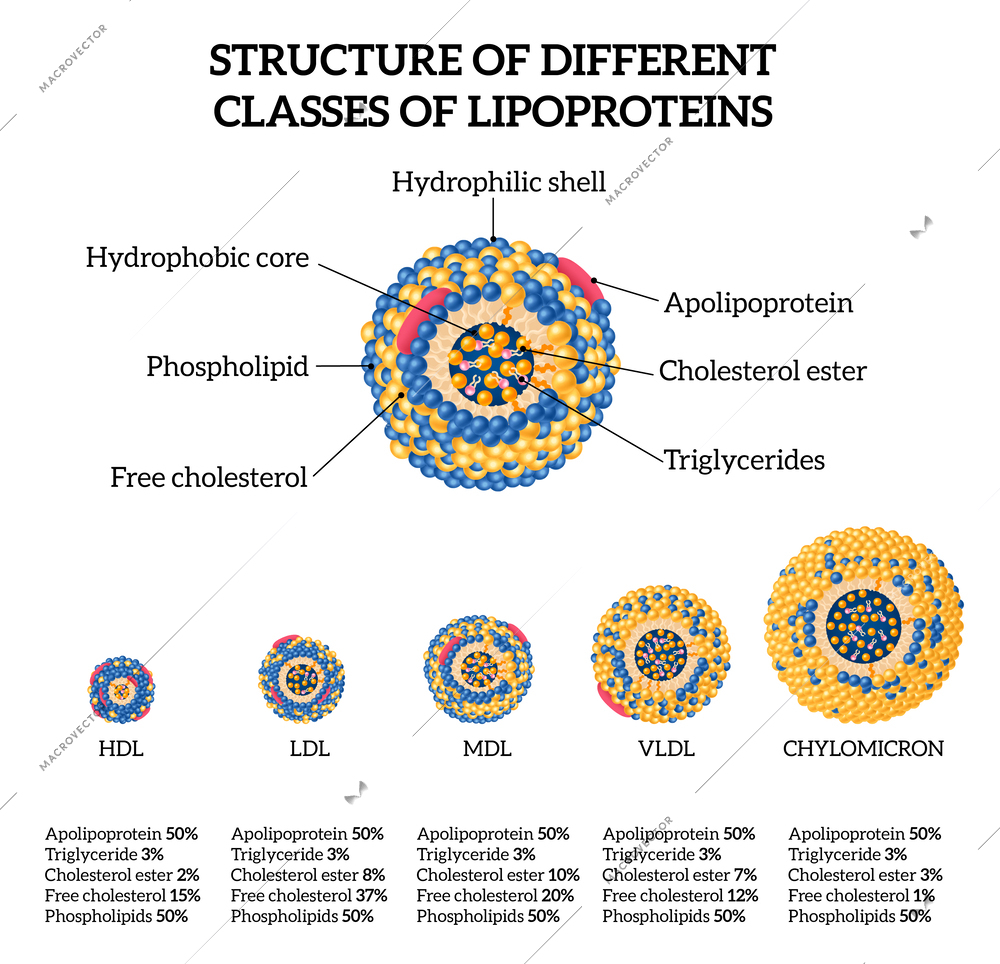Lipoproteins cholesterol classes realistic set with shell and hdl symbols isolated vector illustration