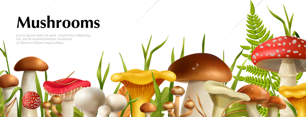 Mushrooms realistic horizontal poster with boletus and champignon vector illustration