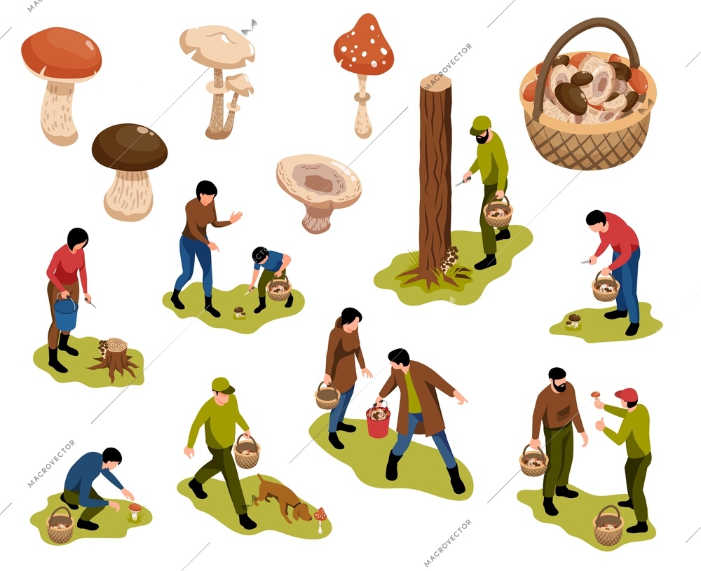 Isometric mushroom pickers set of isolated icons with single mushrooms wooden basket and people forest activities vector illustration