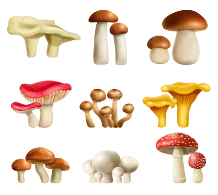 Mushrooms realistic set with boletus and champignon isolated vector illustration