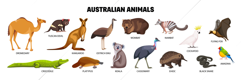 Australian animals flat set with crocodile cockatoo amadina numbat snake cassowary dromedary koala isolated vector illustration