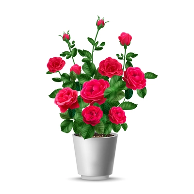 Realistic rose bush pot composition with isolated view of pink flower home plant in white cup vector illustration