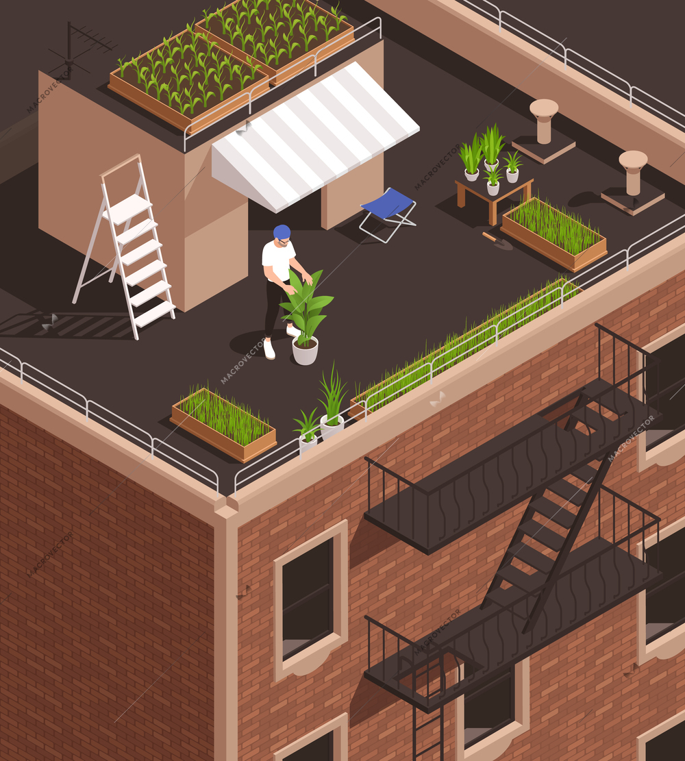 Isometric modern food industry profession composition with urban farmer growing plants on building roof 3d vector illustration