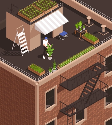 Isometric modern food industry profession composition with urban farmer growing plants on building roof 3d vector illustration