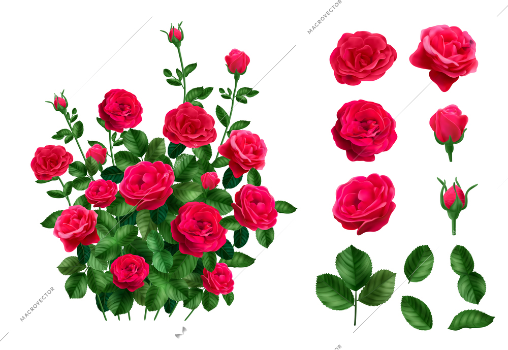 Realistic rose bush set with isolated flower heads leaves and whole bush isolated on blank background vector illustration