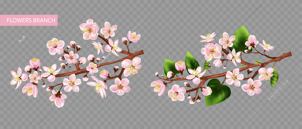 Fruit tree branch transparent set with flowers realistic isolated vector illustration