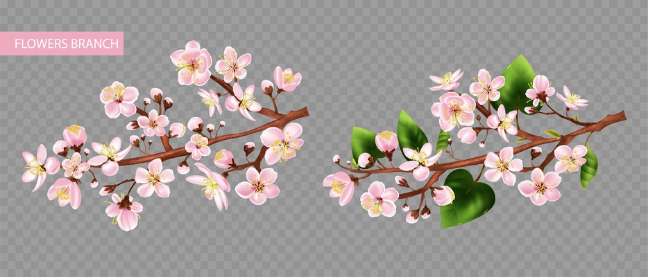 Fruit tree branch transparent set with flowers realistic isolated vector illustration