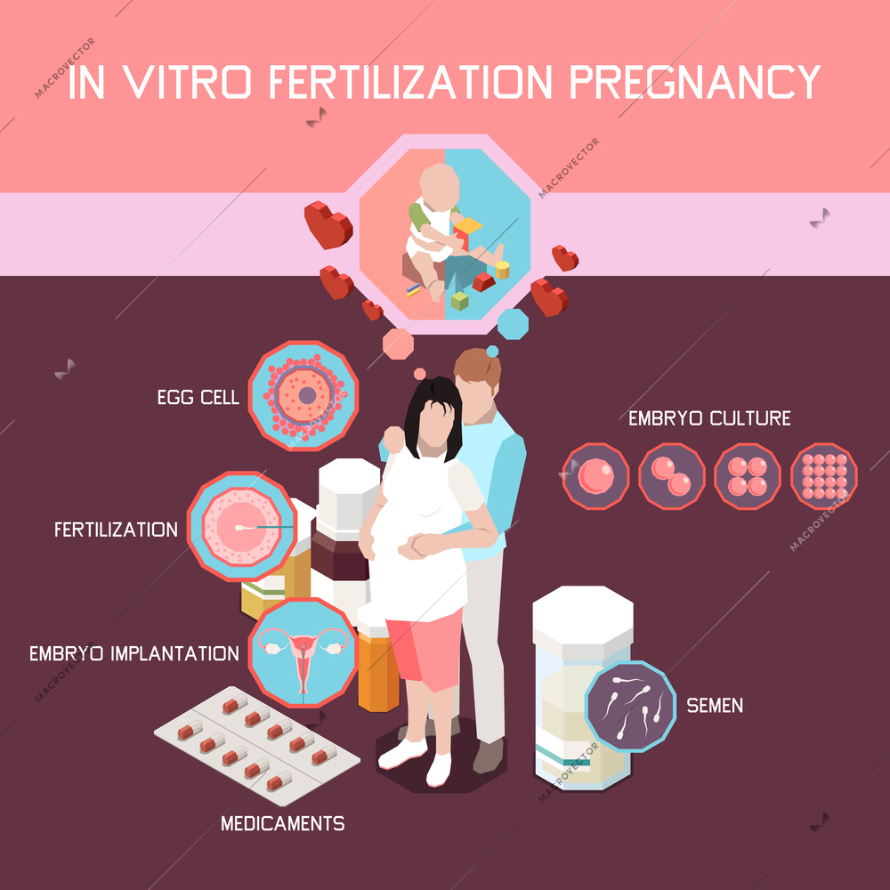 In vitro fertilization pregnancy isometric infographics with embryo culture egg cell embryo implantation elements vector illustration