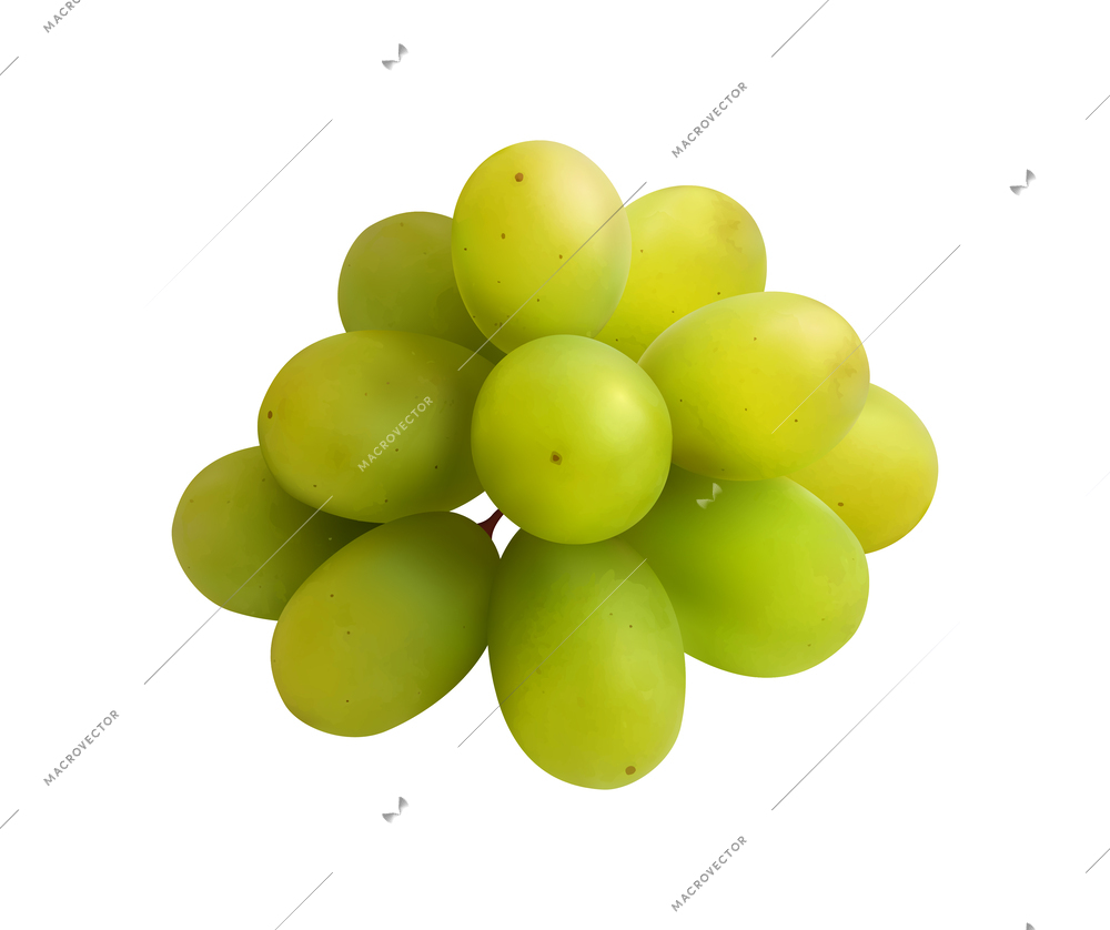 Fruits realistic composition with isolated photorealistic image of ripe plant on blank background vector illustration