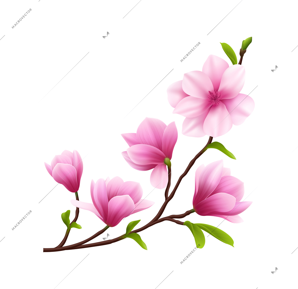 Pink realistic magnolia flower icon composition with flowers on branch isolated on blank background vector illustration