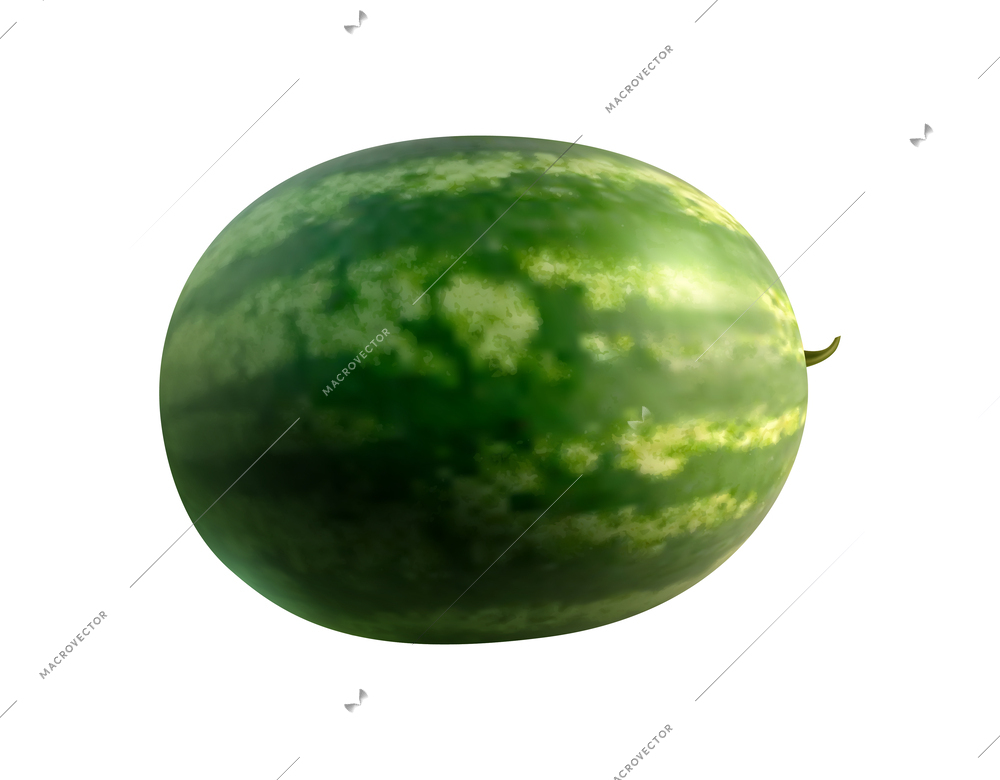 Watermelon realistic composition with isolated juicy fruit image on blank background vector illustration