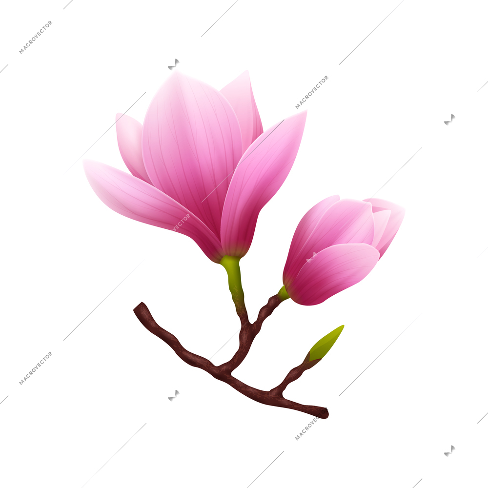 Pink realistic magnolia flower icon composition with flowers on branch isolated on blank background vector illustration