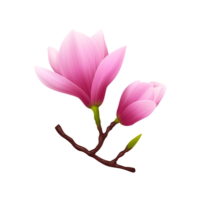 Pink realistic magnolia flower icon composition with flowers on branch isolated on blank background vector illustration