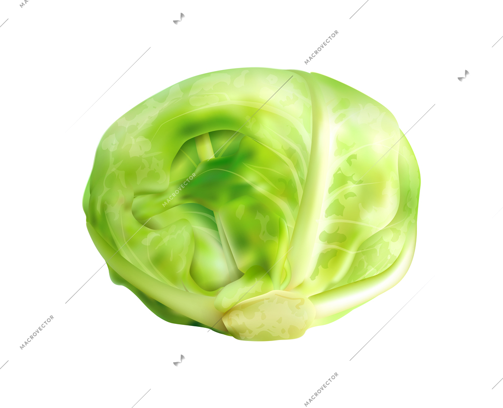 Realistic cauliflower broccoli kale kohlrabi brussels sprouts composition with isolated image of cabbage plant vector illustration