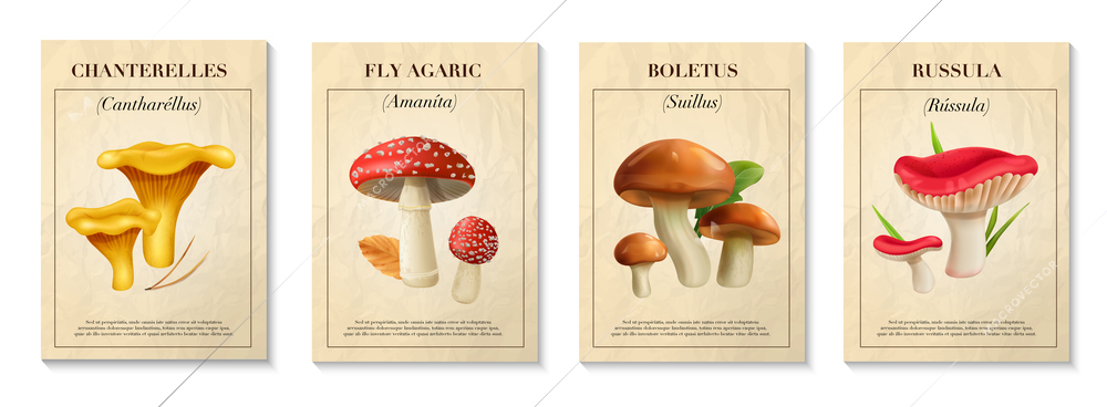 Mushrooms realistic poster set with boletus and russula isolated vector illustration