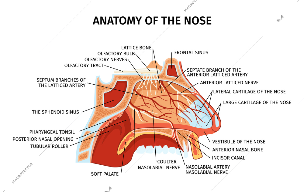 Nose anatomy cross section diagram showing lattice bone arteries nerves cartilage soft palate paranasal sinuses elements flat vector illustration