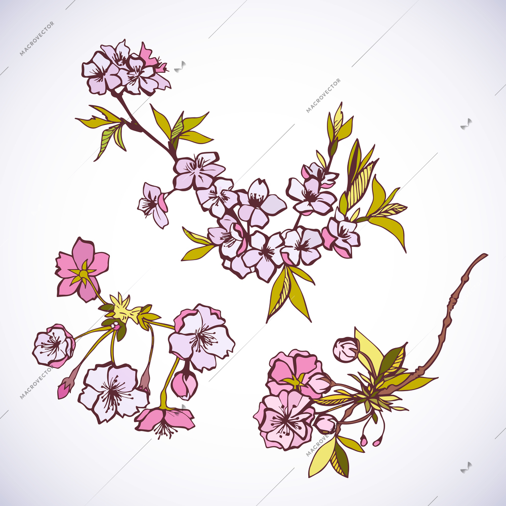 Blossoming sakura decorative elements isolated vector illustration