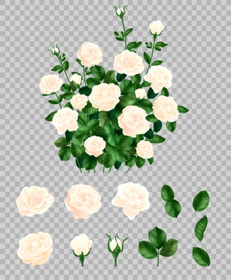 Set with realistic white rose bush and isolated images of leaves and flowers on transparent background vector illustration
