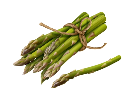 Realistic tied bunch of asparagus spears vector illustration