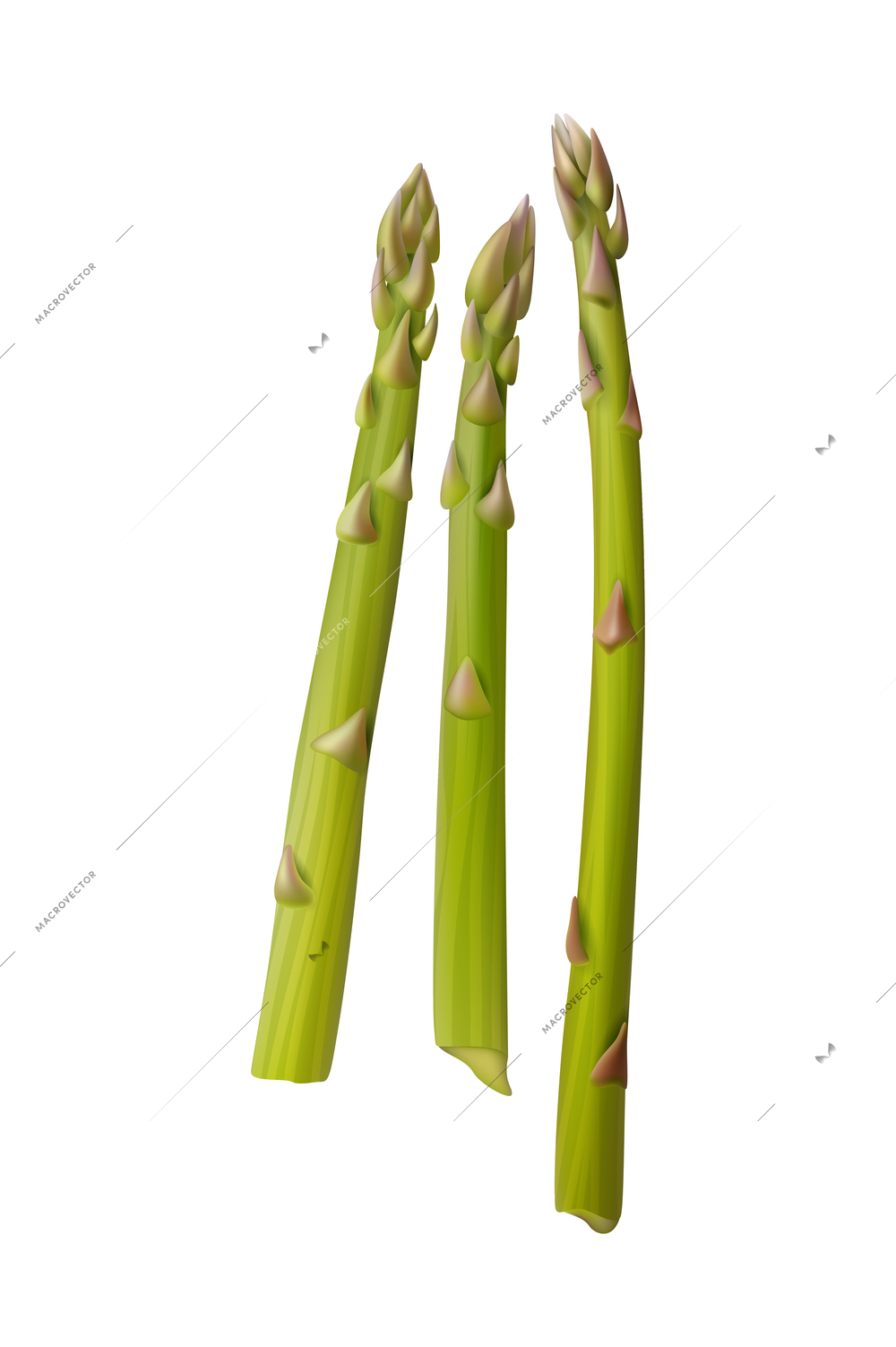 Realistic fresh asparagus spears on white background isolated vector illustration