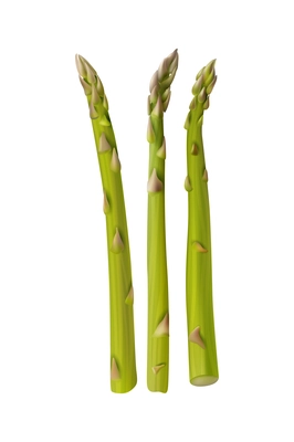 Three fresh green asparagus spears realistic isolated vector illustration