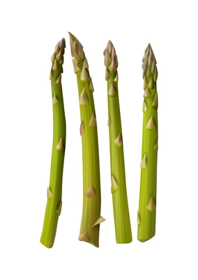 Fresh green asparagus spears isolated realistic vector illustration