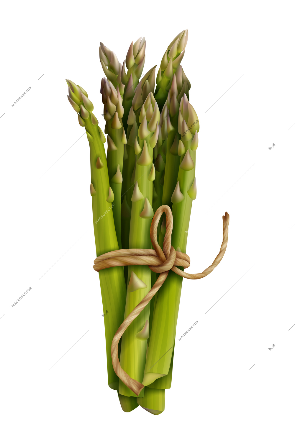 Asparagus spears tied bunch realistic vector illustration