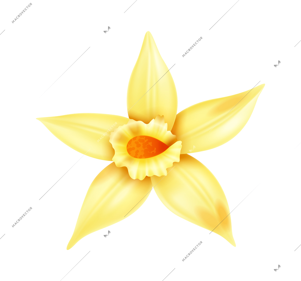 Yellow vanilla flower on white background realistic vector illustration