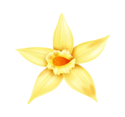 Yellow vanilla flower on white background realistic vector illustration